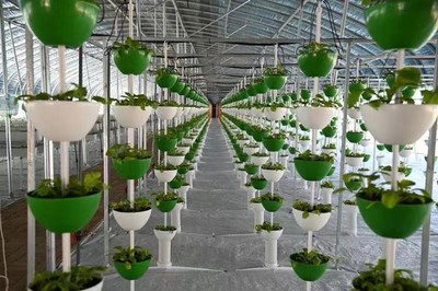 旬邑县职田镇 以生物技术推广为引擎，培育新质生产力，塑造产业发展新优势