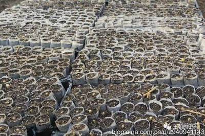 让杂交构树推动家乡精准扶贫--访南阳卉农植物组培生物科技总经理周云