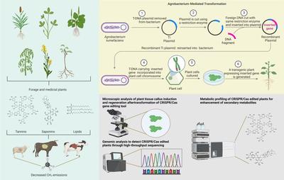 基因编辑技术开启反刍动物甲烷减排新篇章 前景与挑战
